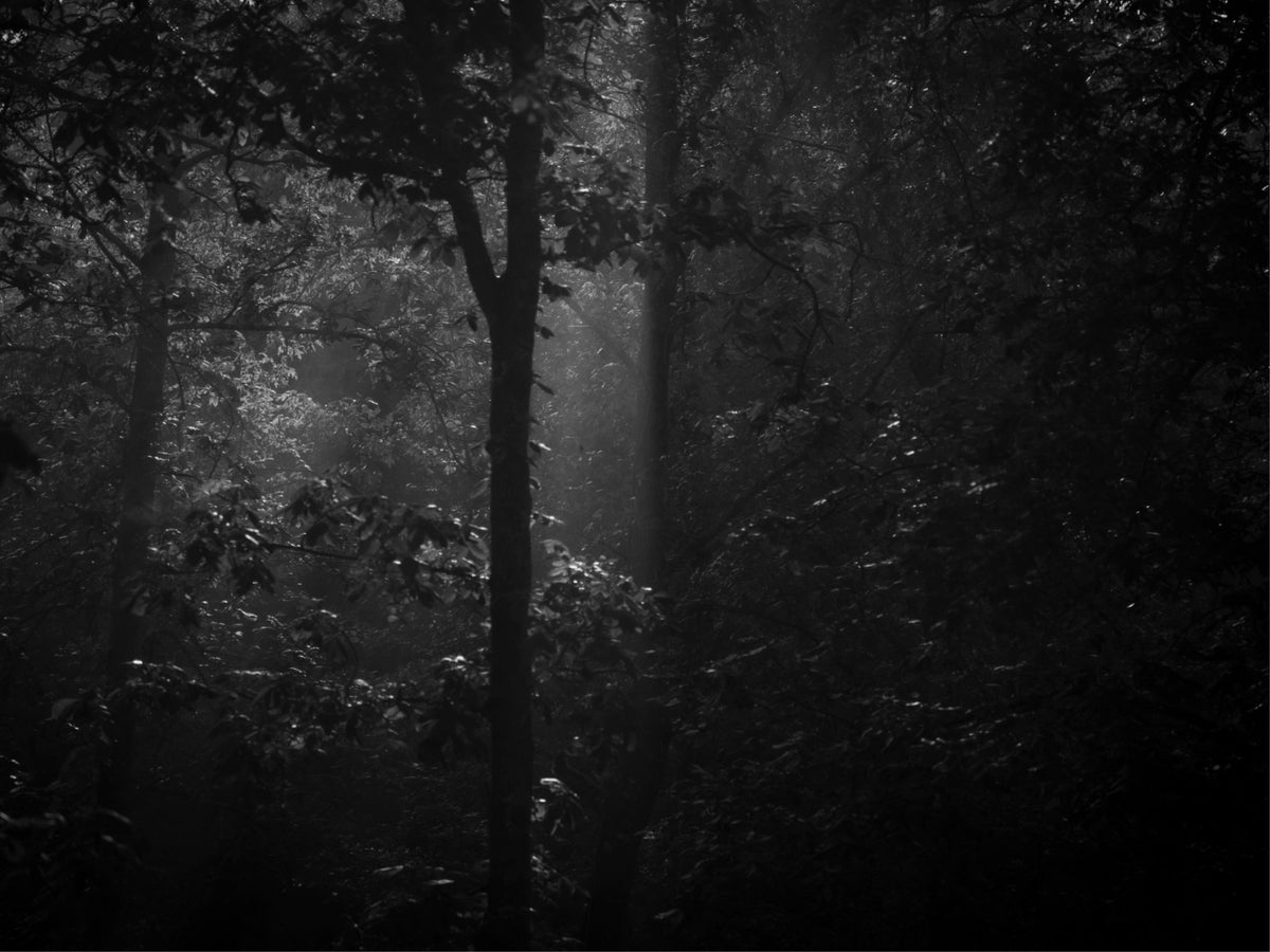 Morning Mist