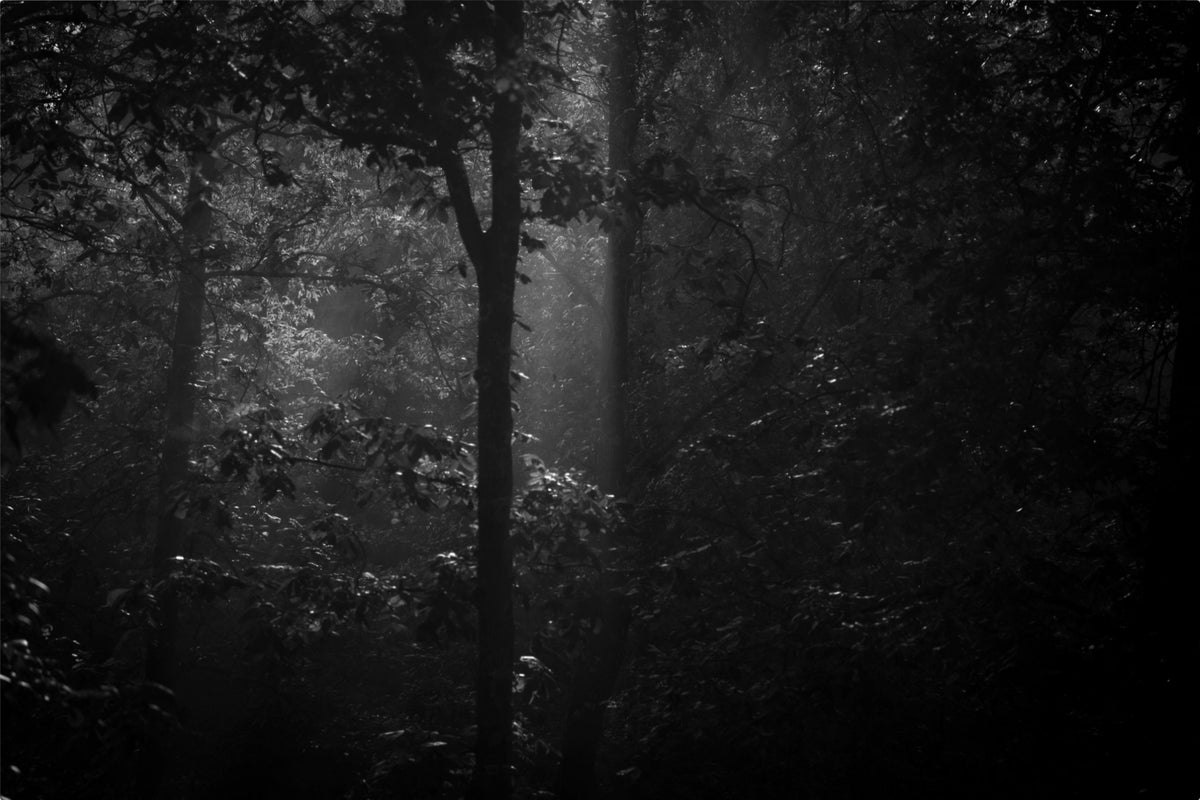 Morning Mist