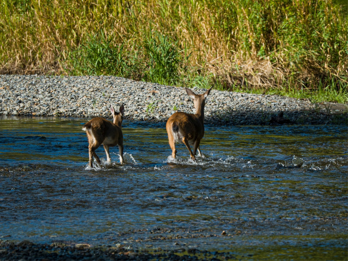 Crossing Together