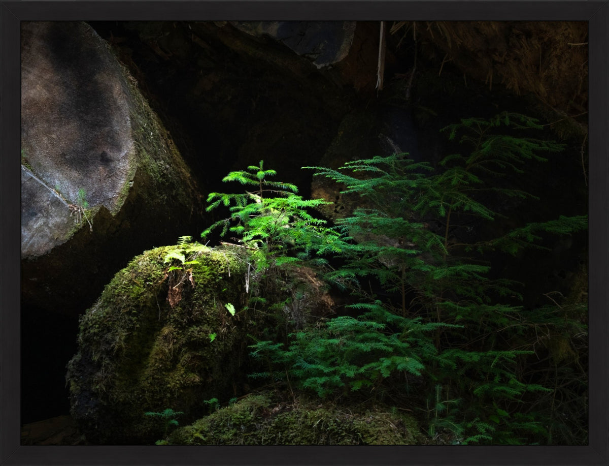 New Growth in the Light