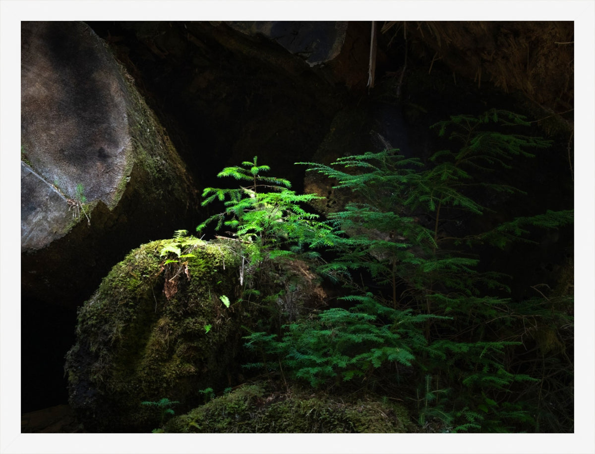 New Growth in the Light