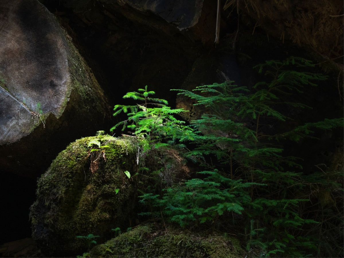New Growth in the Light