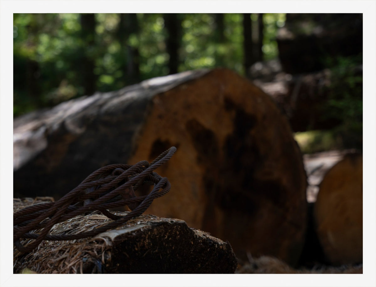 Remnants of the Timberline
