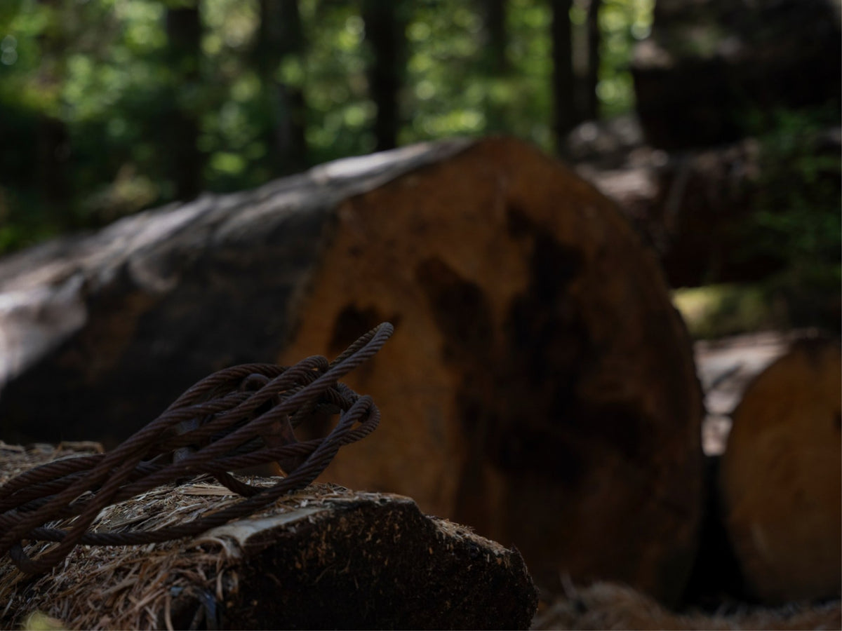 Remnants of the Timberline