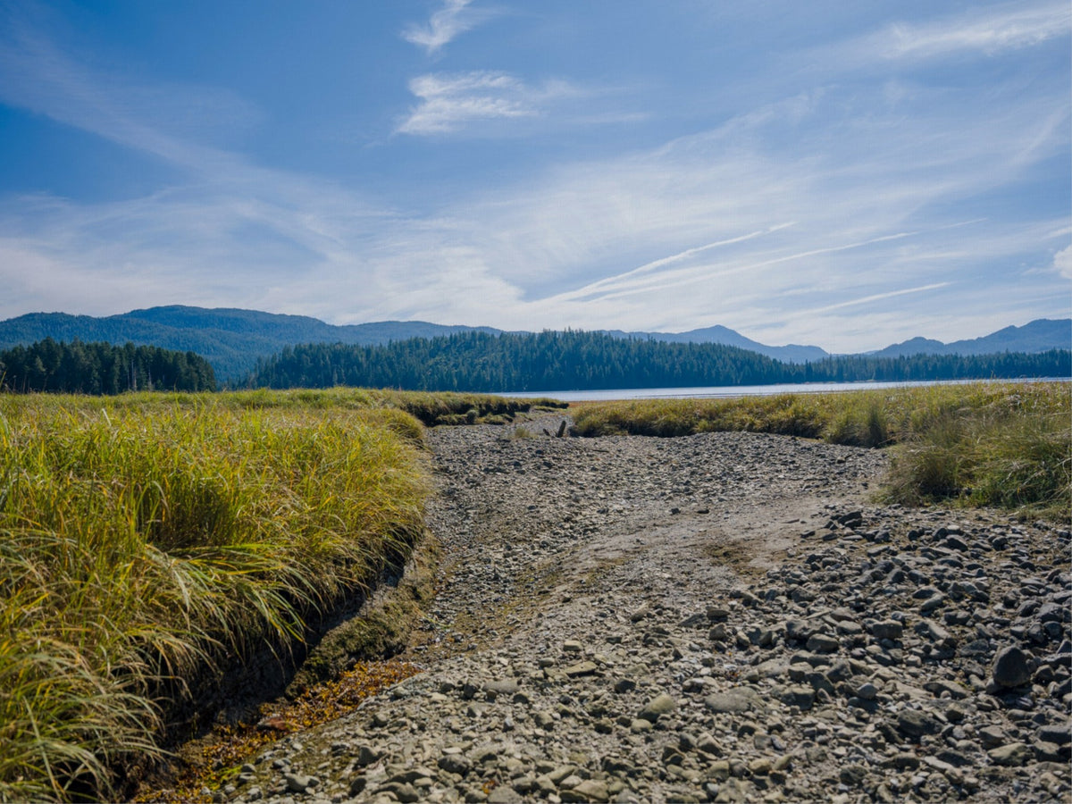 Where the Tide Returns