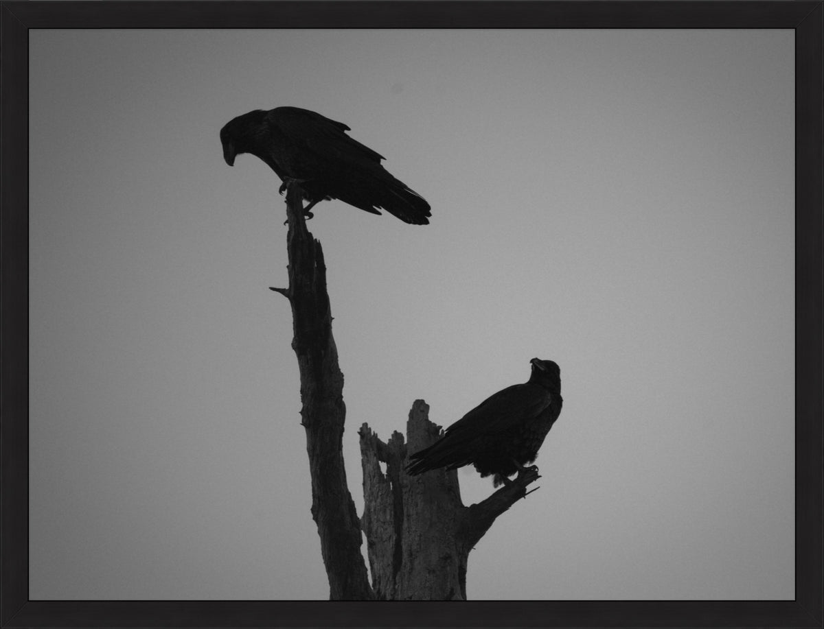 The Watchers