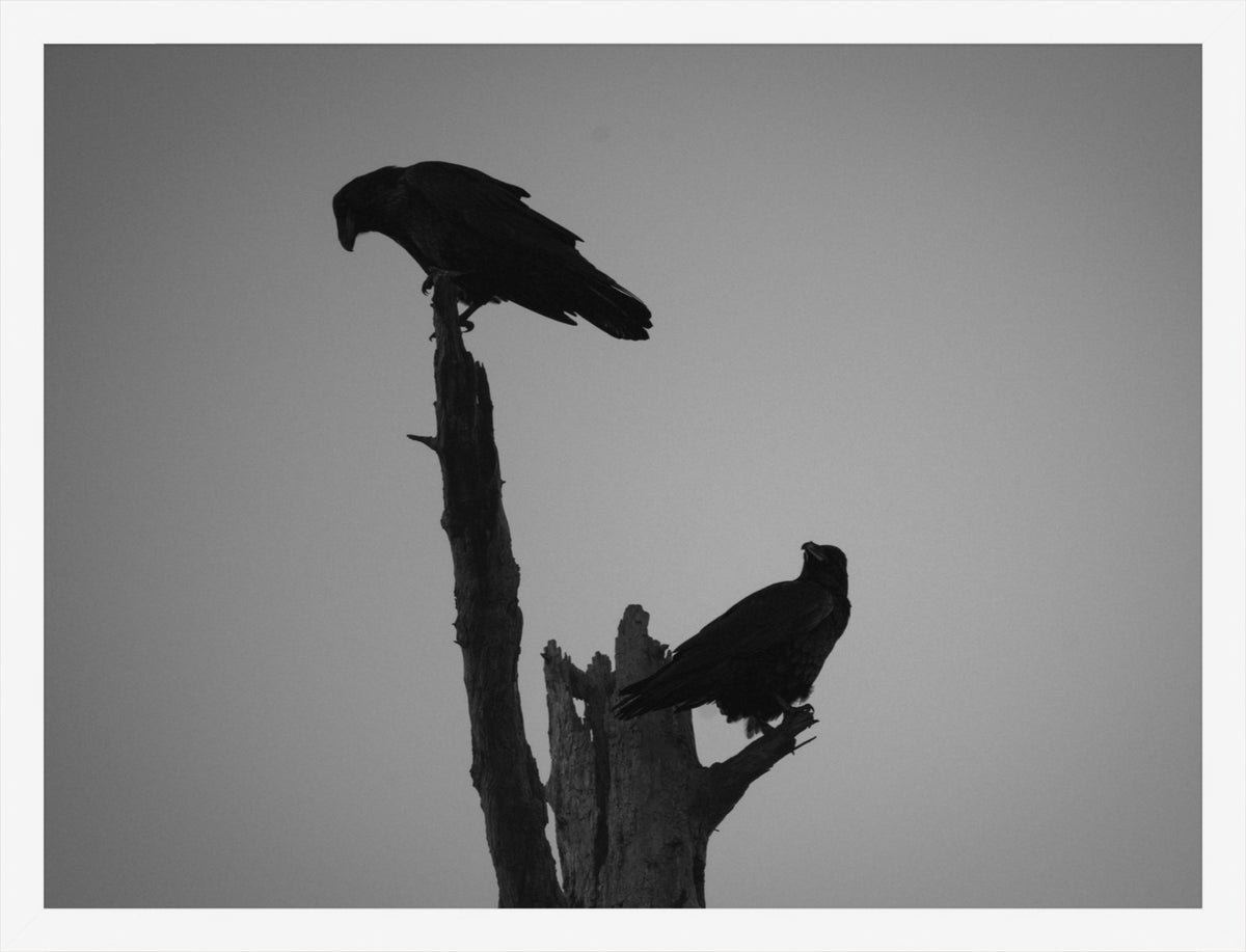 The Watchers