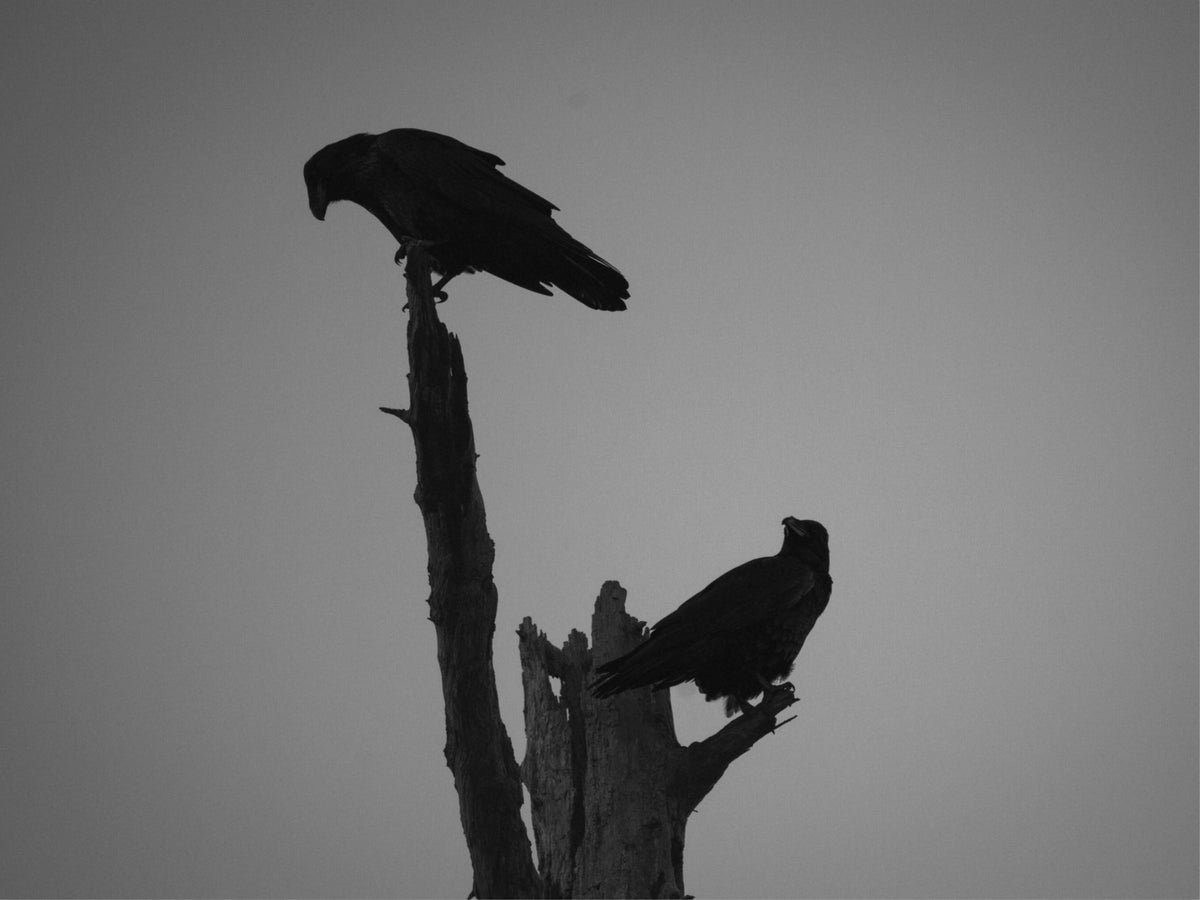 The Watchers
