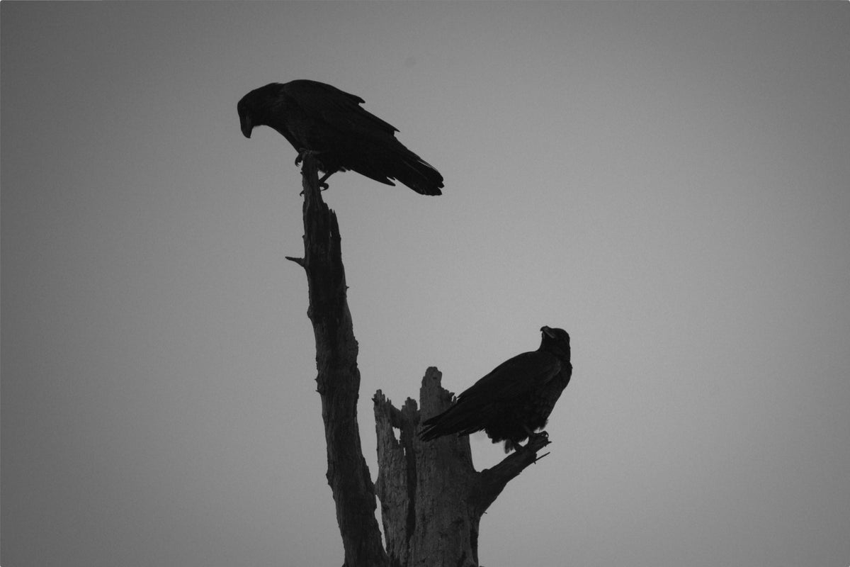 The Watchers