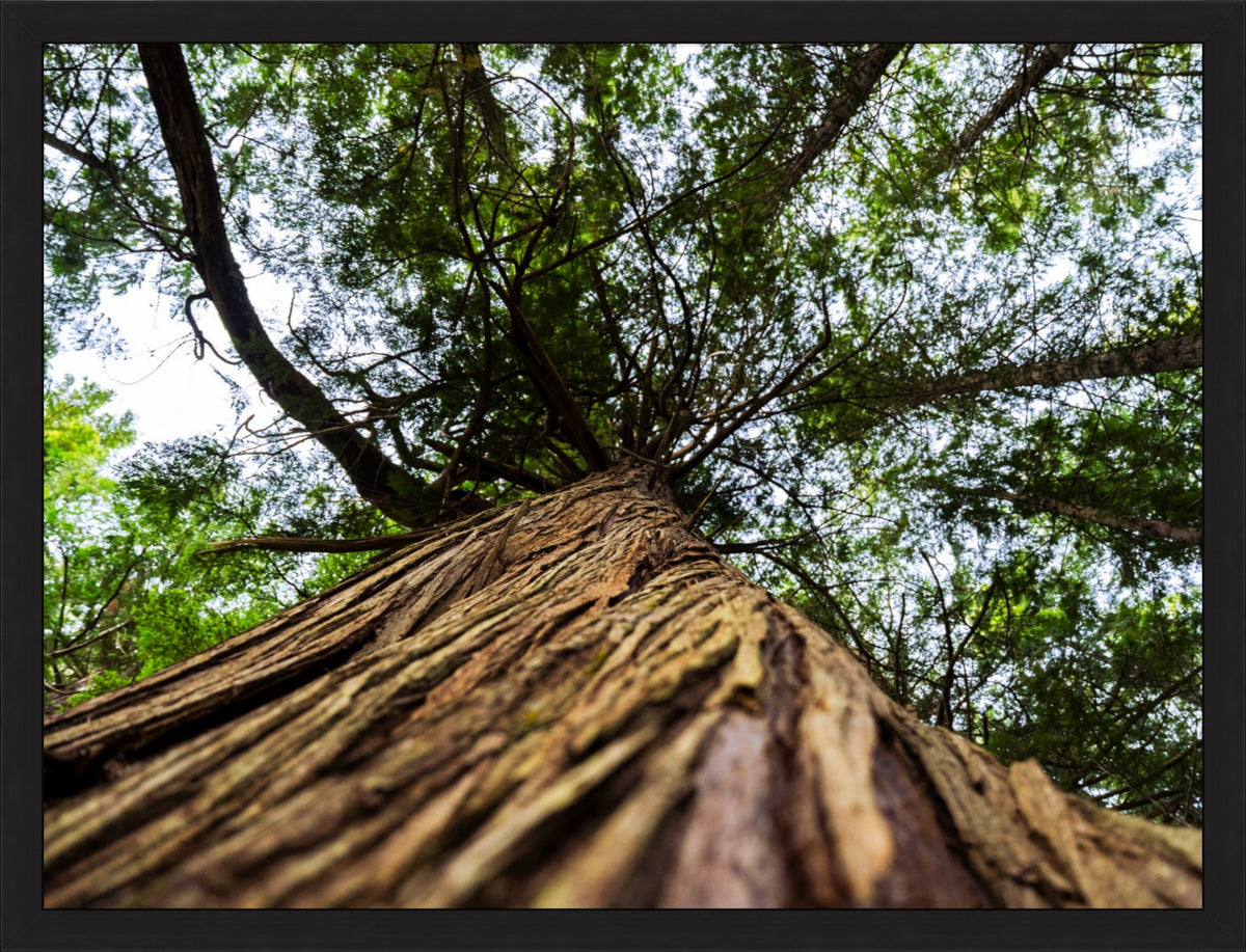 Toward the Canopy