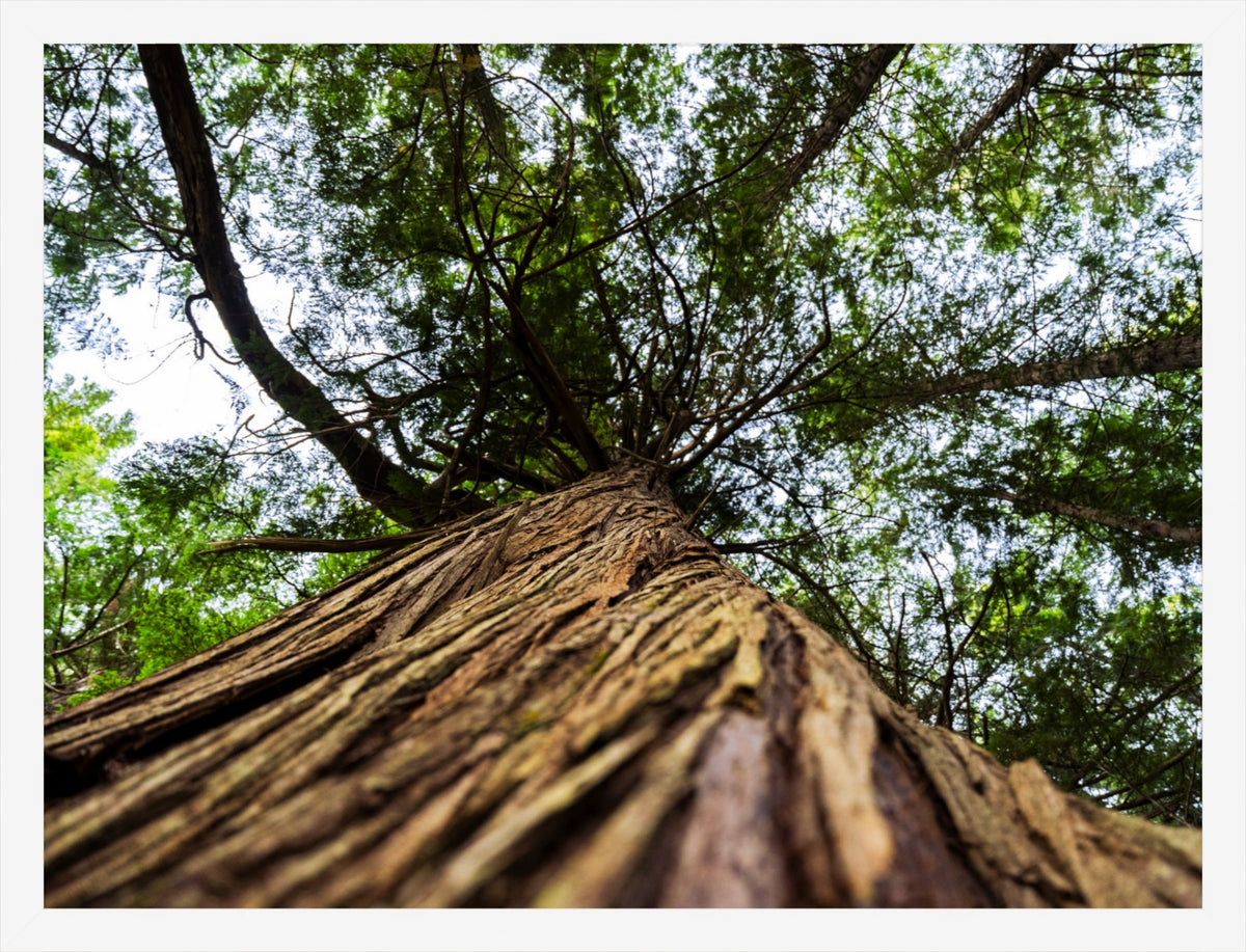 Toward the Canopy
