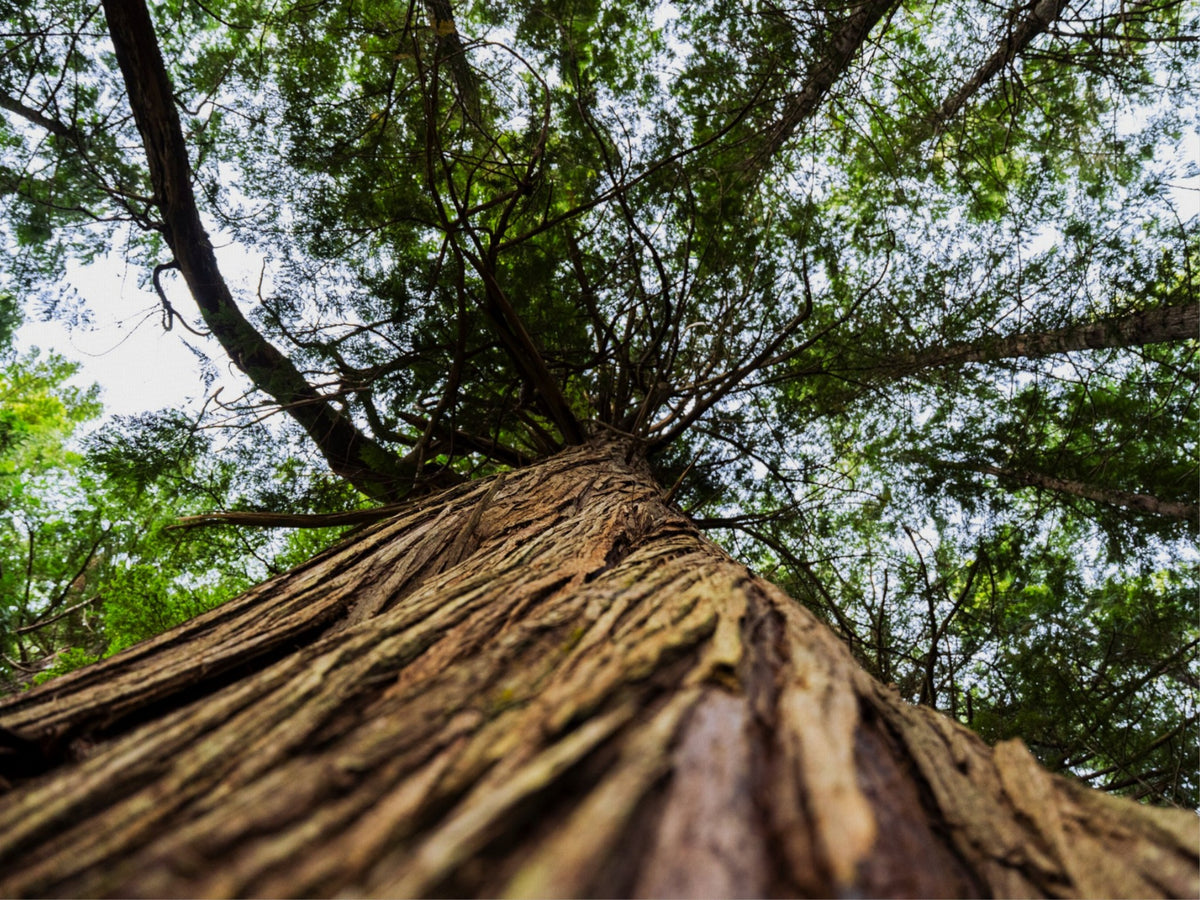 Toward the Canopy