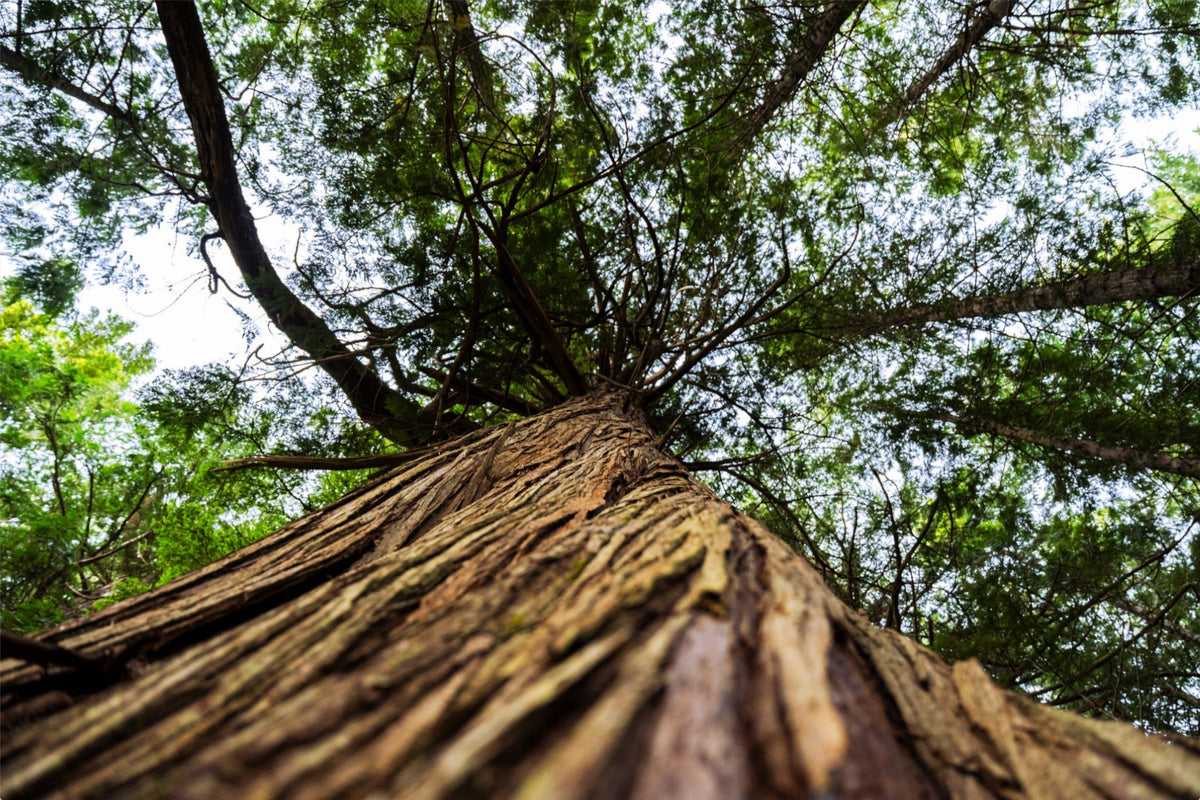 Toward the Canopy