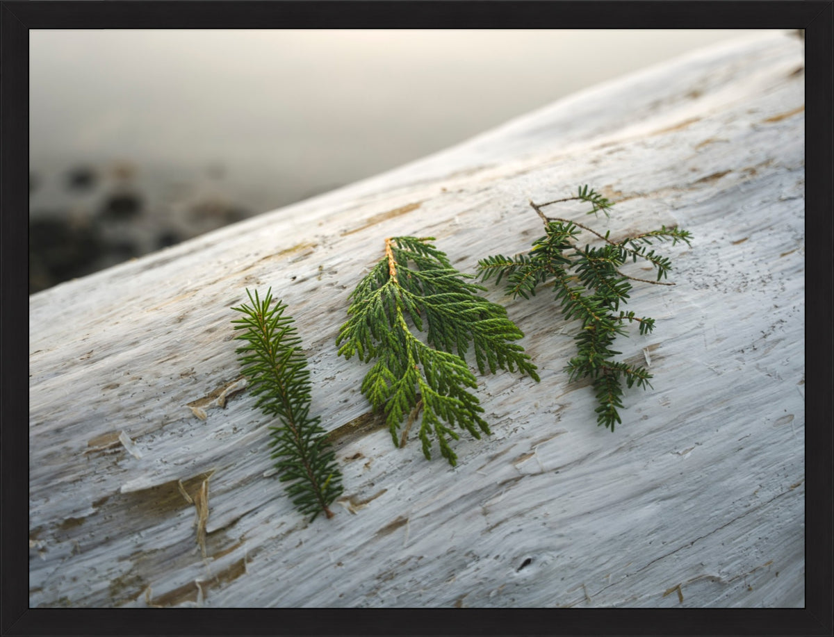 Three Evergreen Branches