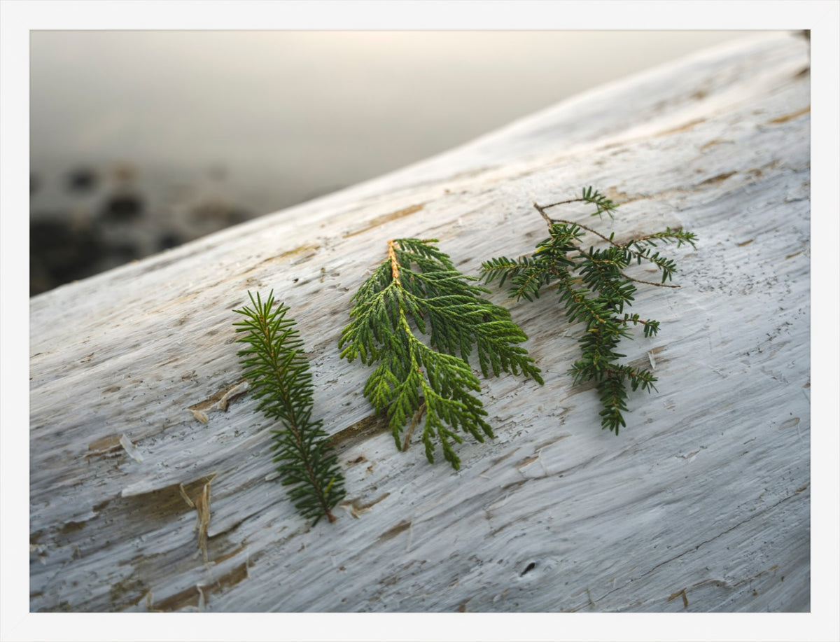 Three Evergreen Branches