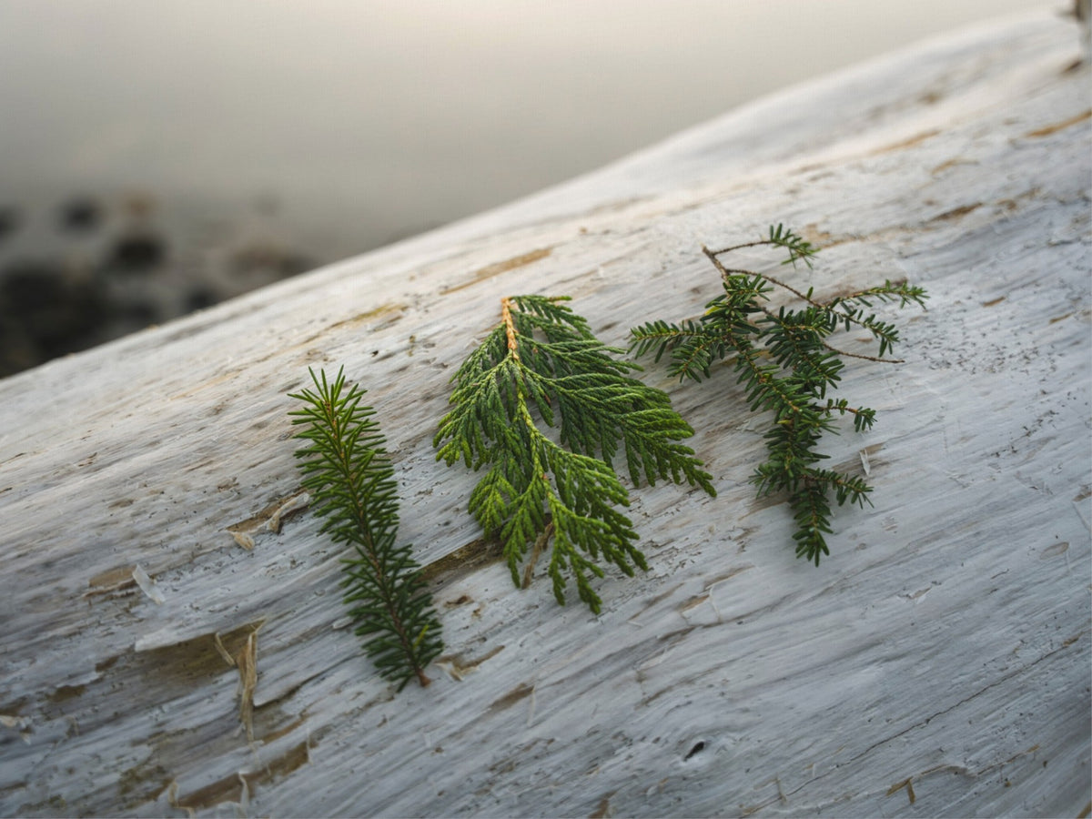Three Evergreen Branches