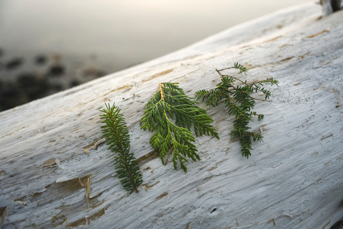 Three Evergreen Branches