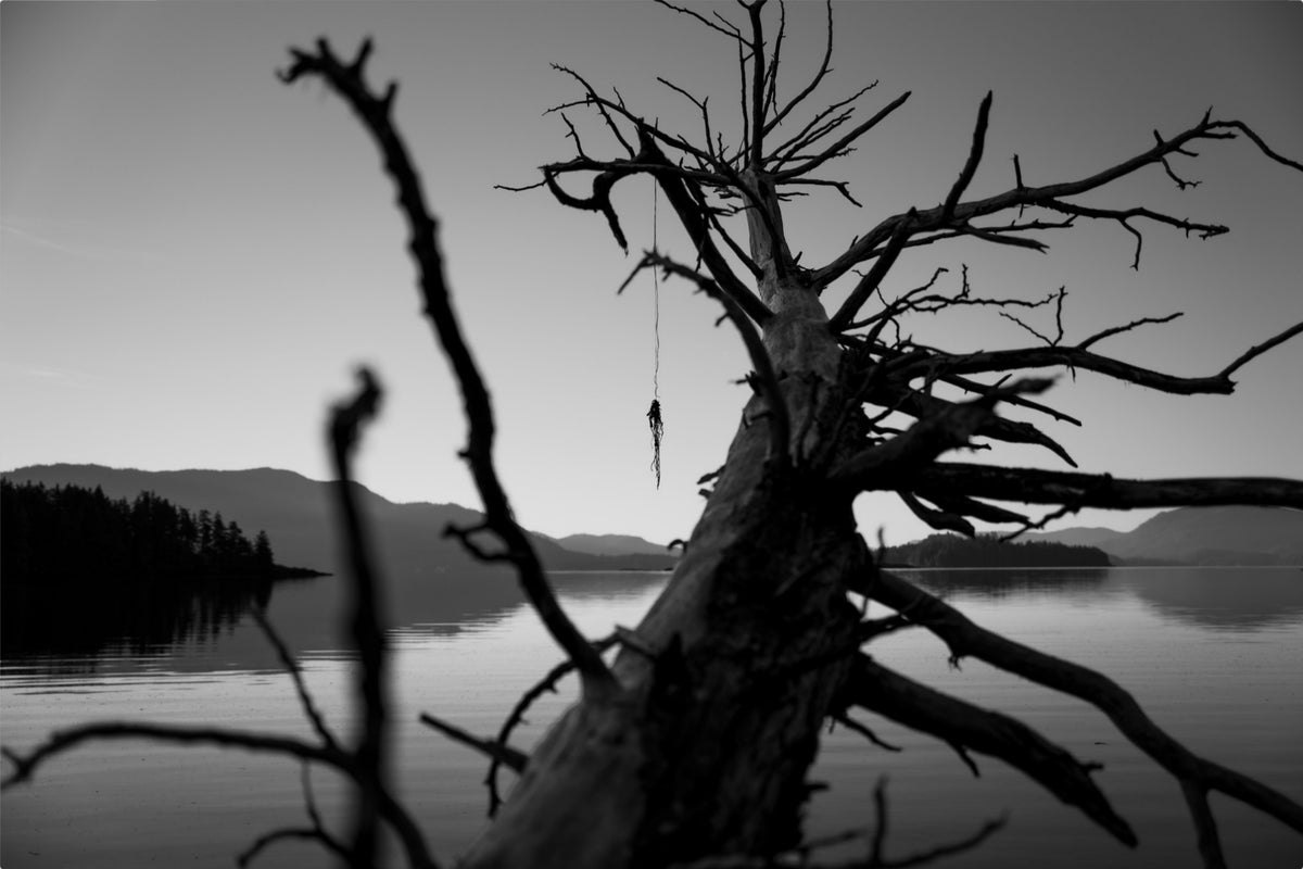 The Fallen Sentinel