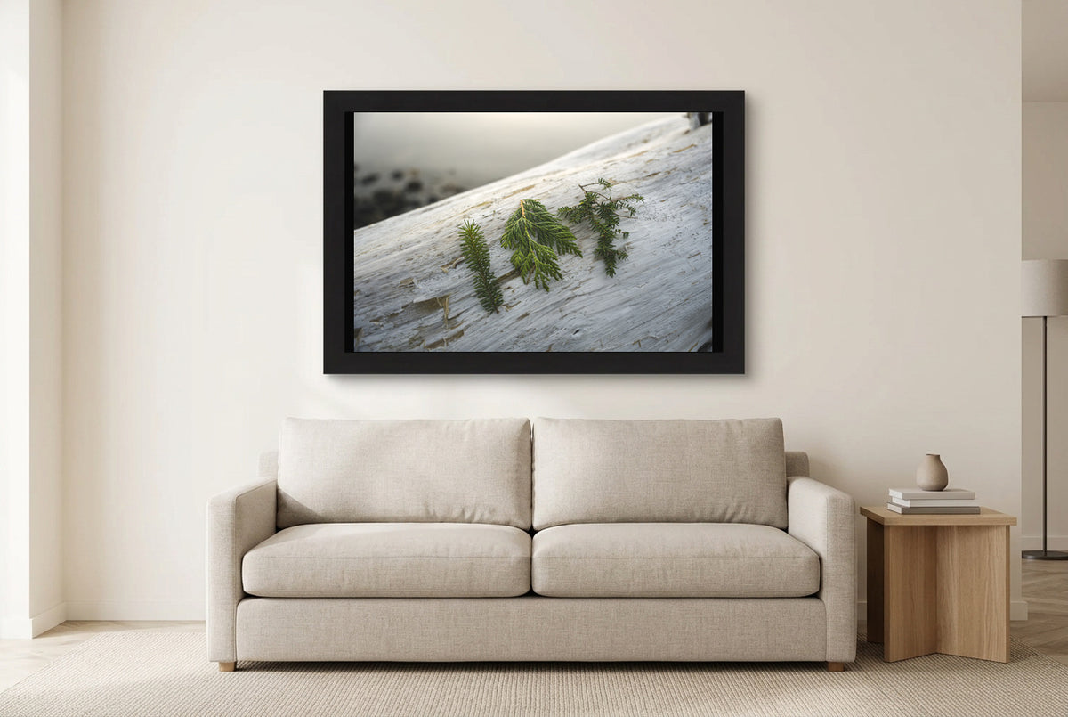 Illustrative room preview of Three Evergreen Branches in a black frame above a light sofa. Artwork scale is approximate.
